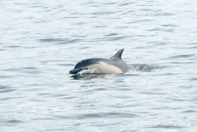 One of the dolphins swimming in the East River last year